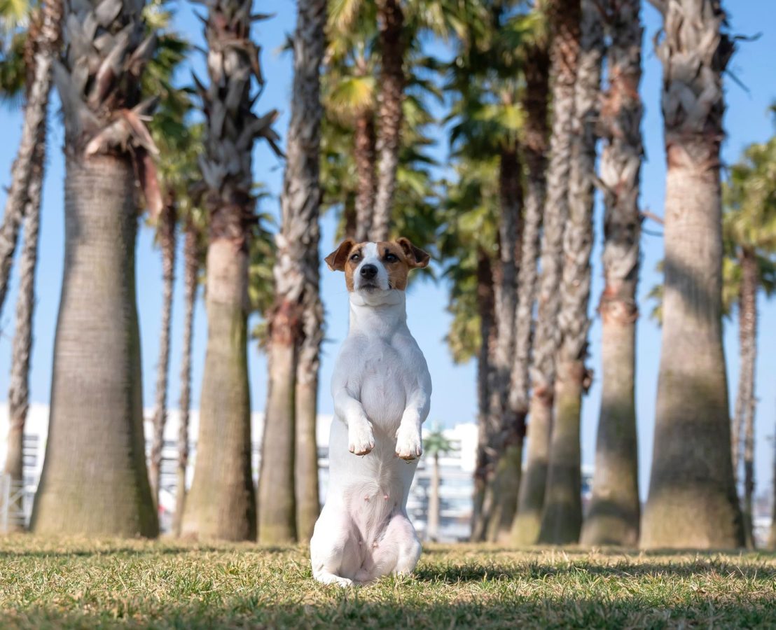 jack russell in Florida under palm trees