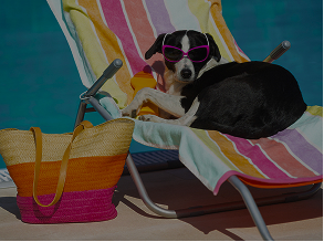 Where Can You Find Pet-Friendly Rentals on Lido Key?