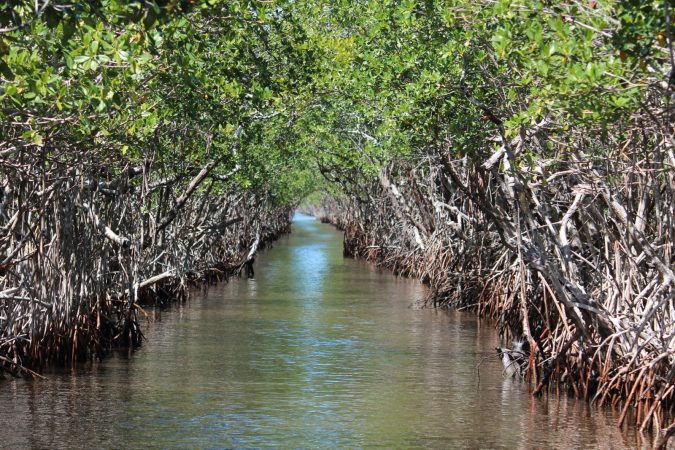 Explore the Lido Key Mangrove Tunnels