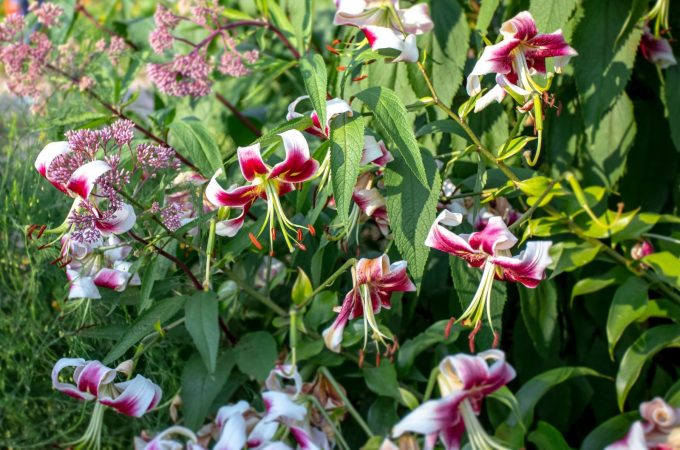 Immerse Yourself in Marie Selby Botanical Gardens in Sarasota