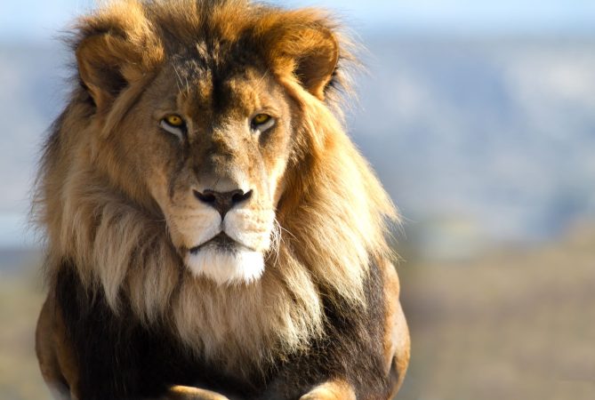 Spend A Day At Big Cat Habitat In Sarasota