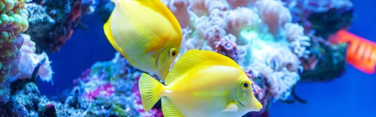 Why the Mote Marine Lab and Aquarium is a Can’t-Miss On Any Lido Key Vacation