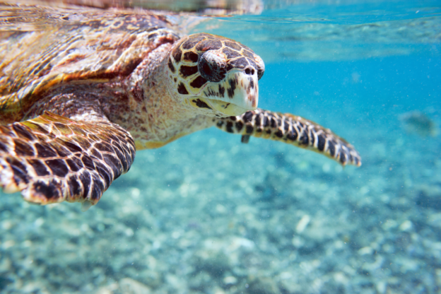 Sea Turtle Nesting Season on Lido Key