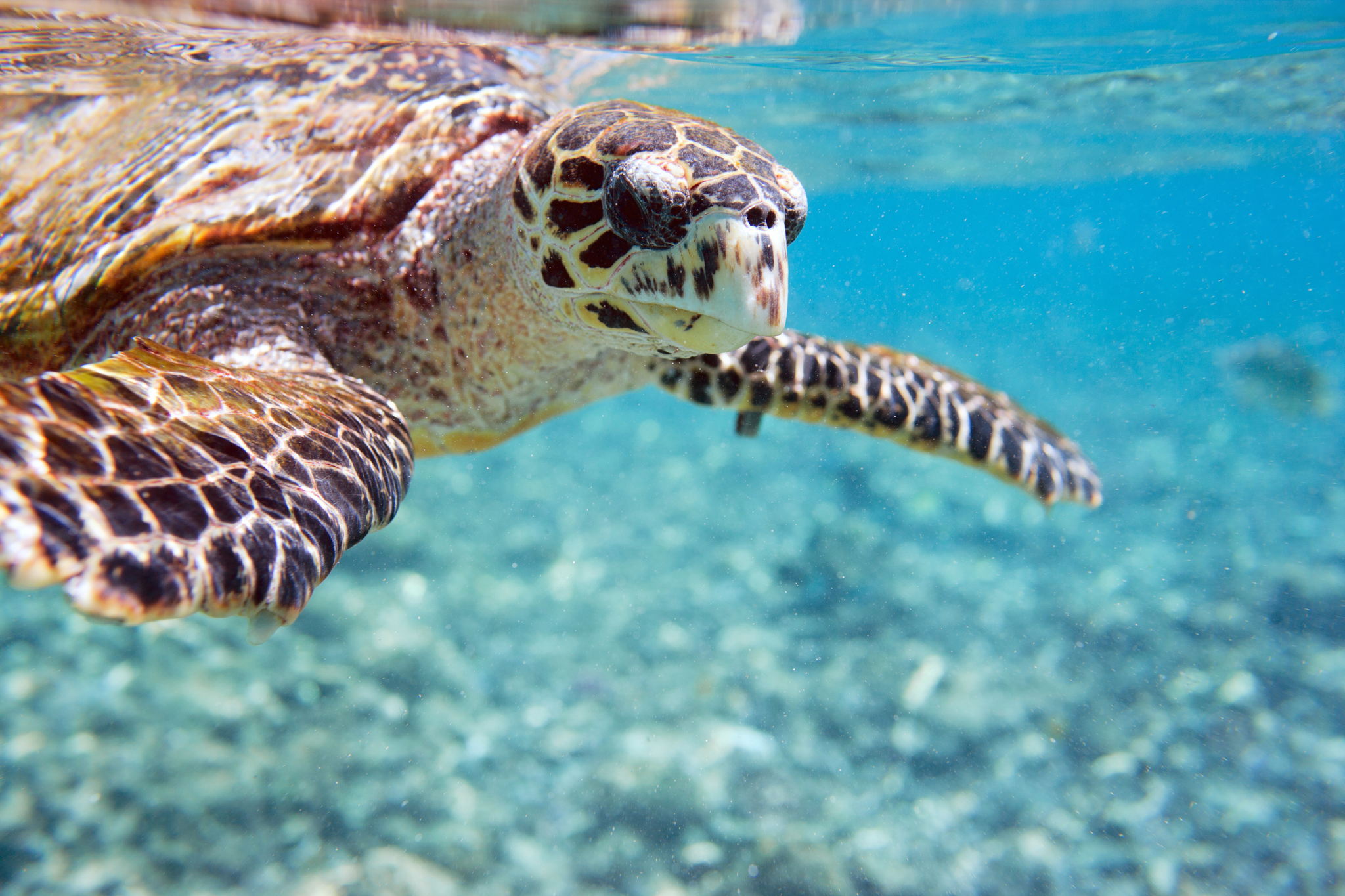 Sea Turtle Nesting Season on Lido Key