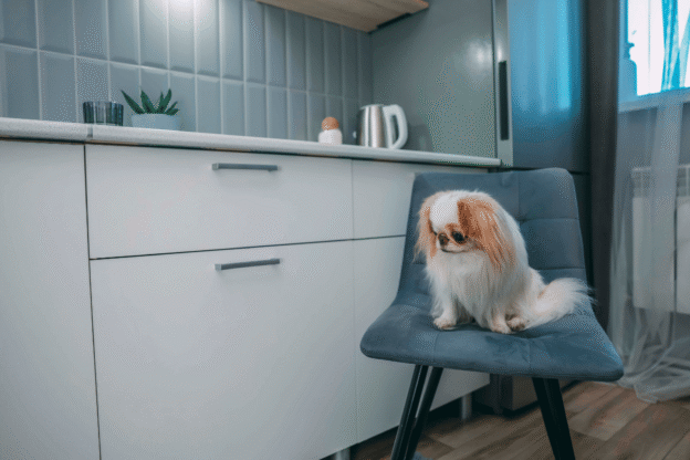 Luxury Pet-Friendly Travel in Lido Key: Where to Stay and Things to Do